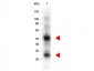 Anti-Goat IgG (H&L)  Secondary Antibody